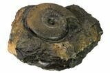 Iron Replaced Ammonite Fossil in Rock - Boulemane, Morocco #164482-2